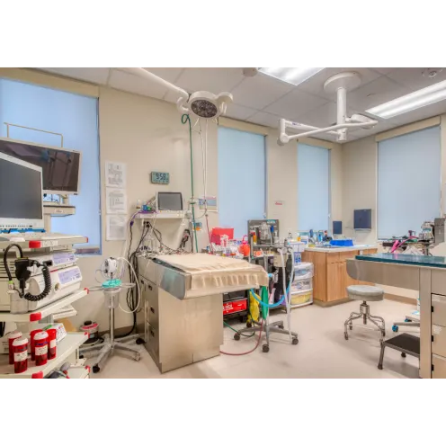 Internal Medicine Endoscopy Suite at VetMed Emergency & Specialty Veterinary Hospital